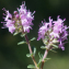  Liliane Roubaudi - Thymus serpyllum subsp. praecox (Opiz) Vollm. [1914]