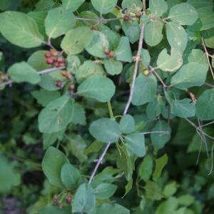Photographie n°2422946 du taxon Lonicera xylosteum L. [1753]