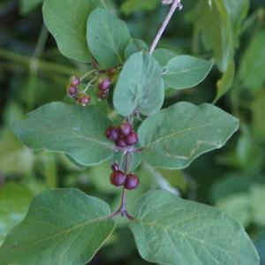 Photographie n°2422947 du taxon Lonicera xylosteum L. [1753]