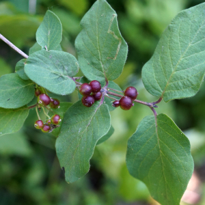 Photographie n°2422949 du taxon Lonicera xylosteum L. [1753]