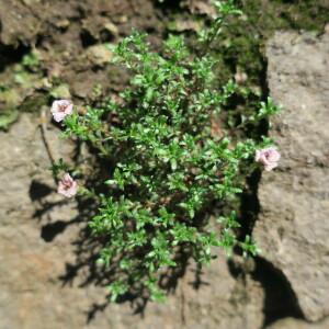 Photographie n°2422950 du taxon Saxifraga oppositifolia L. [1753]