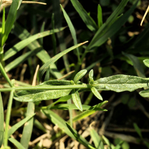 Photographie n°2422974 du taxon Verbena officinalis L.