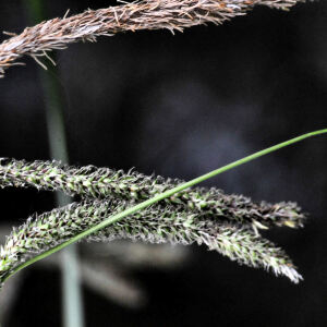 Photographie n°2422989 du taxon Carex pendula Huds.