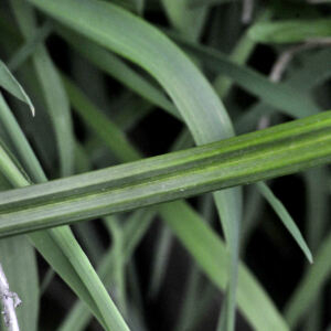 Photographie n°2422990 du taxon Carex pendula Huds.