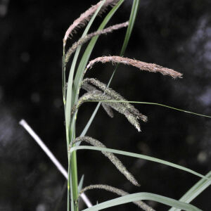 Photographie n°2422991 du taxon Carex pendula Huds.