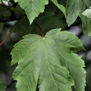 Photographie n°2422993 du taxon Acer pseudoplatanus L.