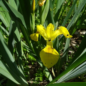 Photographie n°2422996 du taxon Iris pseudacorus L. [1753]