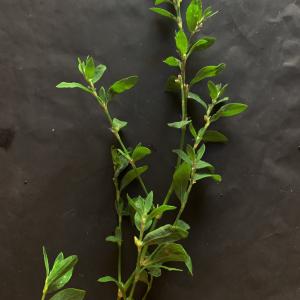 Photographie n°2423098 du taxon Polygonum aviculare L. [1753]