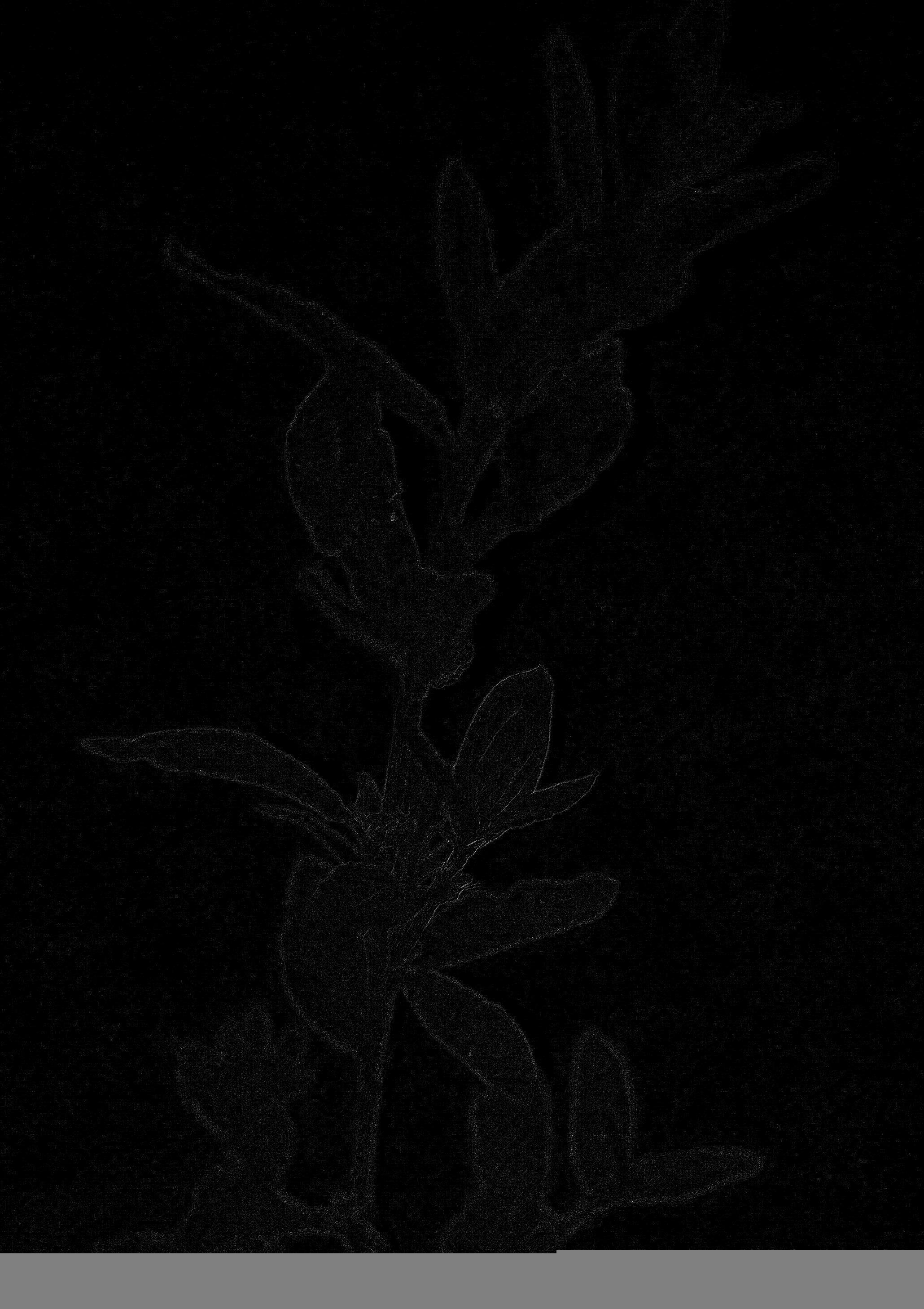 Photographie n°2423101 du taxon Polygonum aviculare L. [1753]