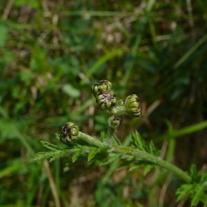 Photographie n°2423165 du taxon Tanacetum corymbosum (L.) Sch.Bip. [1844]