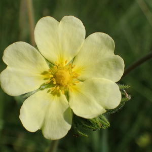 Potentilla recta L. (Potentille dressée)