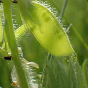 Photographie n°2423203 du taxon Vicia lutea L.