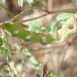 Photographie n°2423212 du taxon Hippocrepis ciliata Willd.