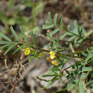 Photographie n°2423214 du taxon Hippocrepis ciliata Willd.