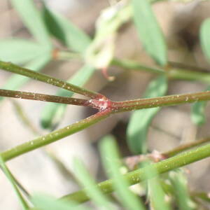 Photographie n°2423216 du taxon Hippocrepis ciliata Willd.