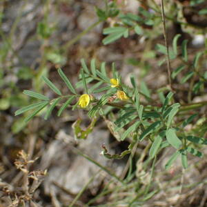 Photographie n°2423217 du taxon Hippocrepis ciliata Willd.