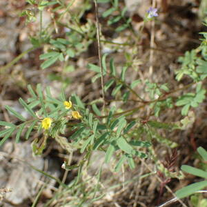 Photographie n°2423218 du taxon Hippocrepis ciliata Willd.