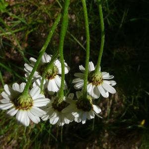 Photographie n°2423229 du taxon Tanacetum corymbosum (L.) Sch.Bip. [1844]