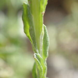 Photographie n°2423230 du taxon Filago pyramidata L.