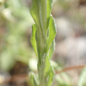 Photographie n°2423231 du taxon Filago pyramidata L.