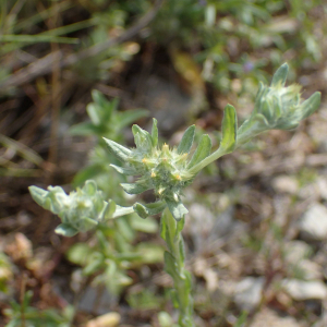 Photographie n°2423232 du taxon Filago pyramidata L.