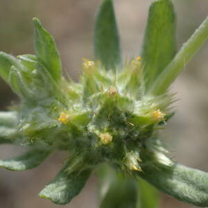 Photographie n°2423233 du taxon Filago pyramidata L.