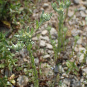 Photographie n°2423234 du taxon Filago pyramidata L.