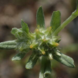 Photographie n°2423235 du taxon Filago pyramidata L.