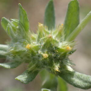 Photographie n°2423236 du taxon Filago pyramidata L.