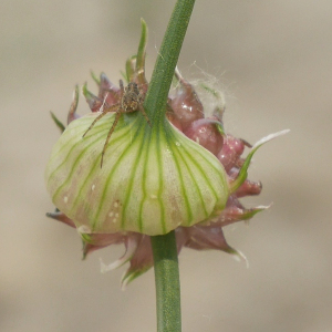 Photographie n°2423240 du taxon Allium vineale L. [1753]