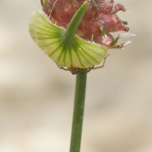 Photographie n°2423241 du taxon Allium vineale L. [1753]