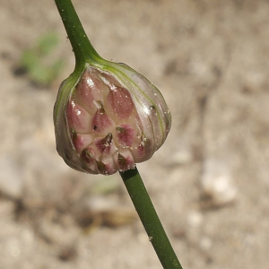 Photographie n°2423244 du taxon Allium vineale L. [1753]