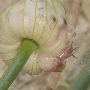 Photographie n°2423245 du taxon Allium vineale L. [1753]