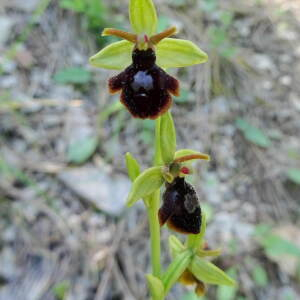 Photographie n°2423246 du taxon Ophrys x fabrei C.Bernard [1983]