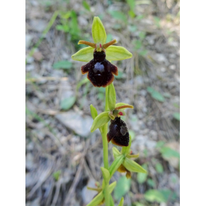 Ophrys ×apicula n-subsp. fabrei (C.Bernard) H.Baumann & Künkele (Ophrys de Fabre)