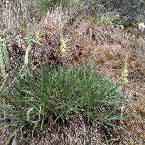 Photographie n°2423277 du taxon Plantago holosteum Scop. [1771]