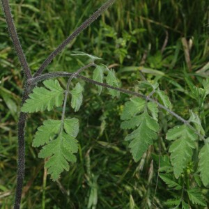 Photographie n°2423293 du taxon Chaerophyllum temulum L. [1753]