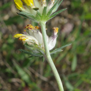 Photographie n°2423328 du taxon Anthyllis vulneraria L. [1753]