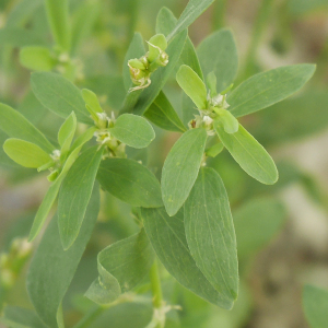 Photographie n°2423355 du taxon Polygonum aviculare L. [1753]