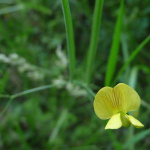 Photographie n°2423362 du taxon Lathyrus annuus L.