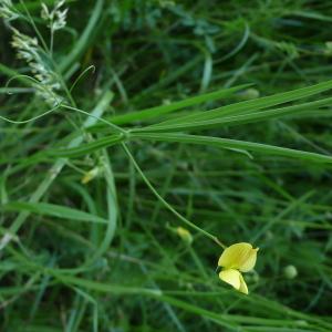 Photographie n°2423363 du taxon Lathyrus annuus L.