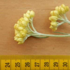 Photographie n°2423369 du taxon Helichrysum stoechas (L.) Moench [1794]