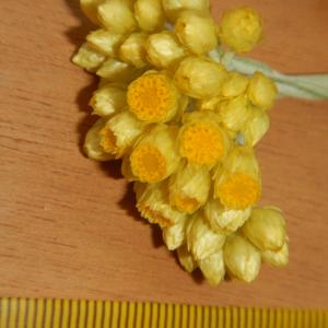 Photographie n°2423372 du taxon Helichrysum stoechas (L.) Moench [1794]