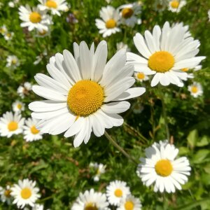 Photographie n°2423385 du taxon Leucanthemum vulgare Lam. [1779]