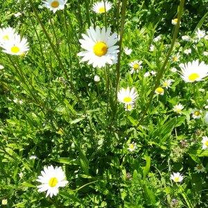 Photographie n°2423386 du taxon Leucanthemum vulgare Lam. [1779]