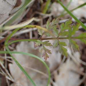 Photographie n°2423427 du taxon Torilis africana var. heterophylla (Guss.) Reduron