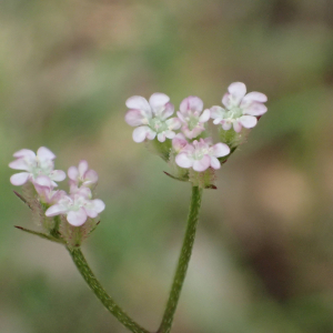 Photographie n°2423429 du taxon Torilis africana var. heterophylla (Guss.) Reduron