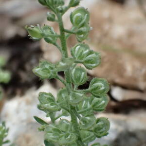 Photographie n°2423434 du taxon Alyssum alyssoides (L.) L.