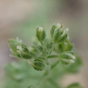 Photographie n°2423437 du taxon Alyssum alyssoides (L.) L.