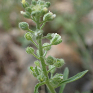 Photographie n°2423438 du taxon Alyssum alyssoides (L.) L.